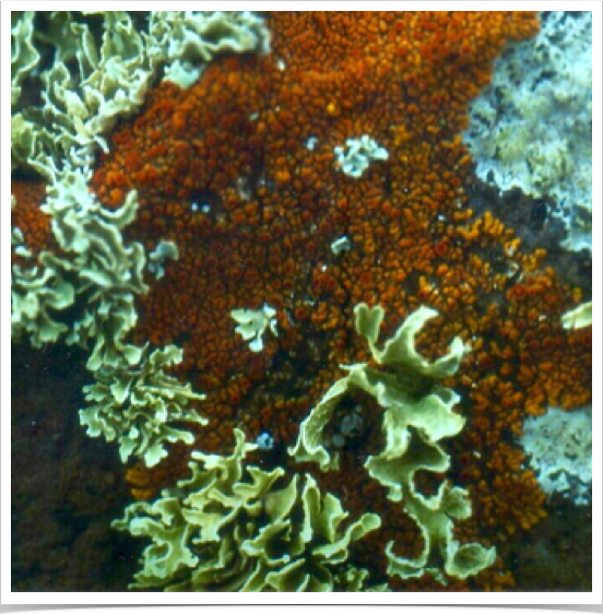 Marine lichens at the rocky shores of Jandida.